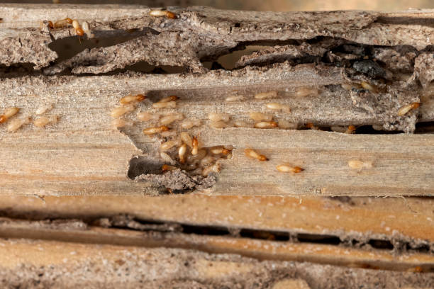 Best Wasp Removal Services  in Douglas, GA